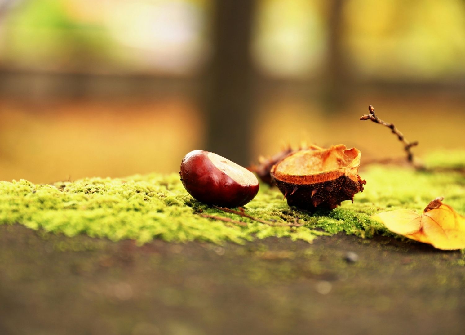 Kastanie und offene Kastanienschale auf Moos im Herbst, besser nicht zum Spielen für Hunde