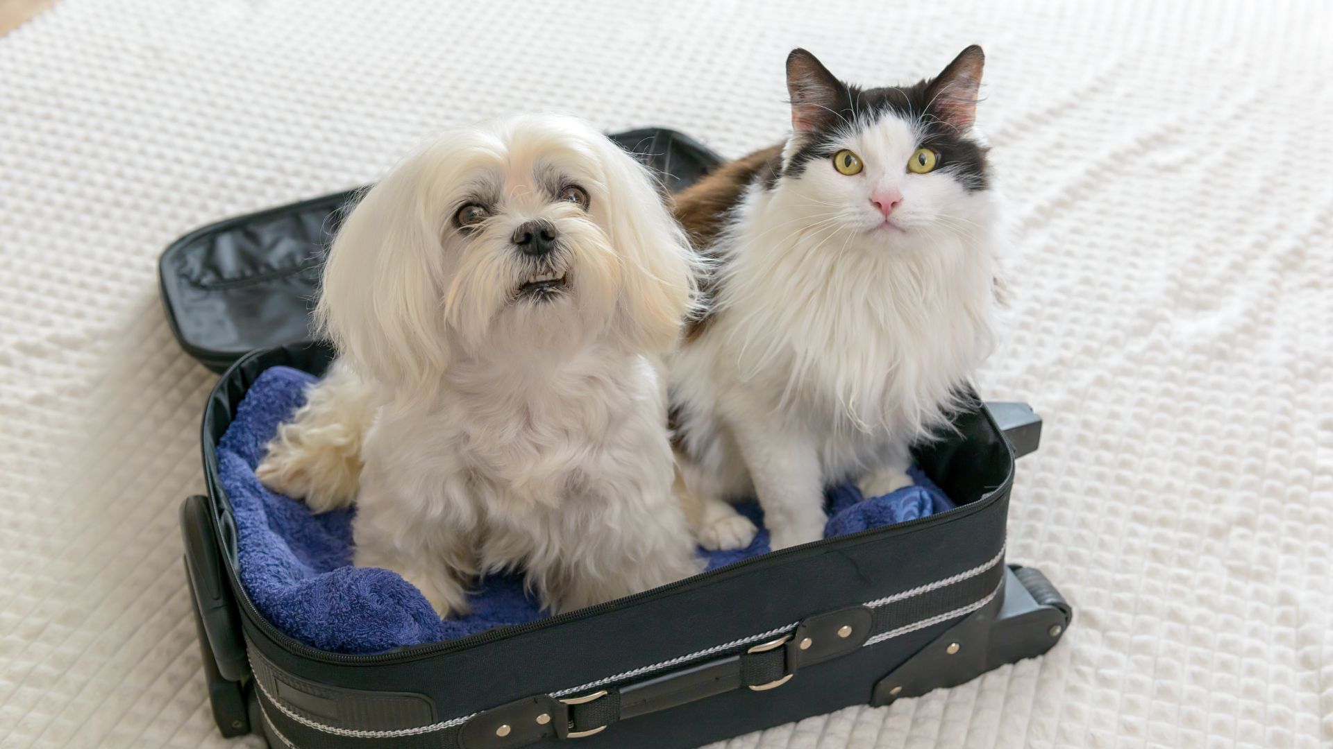 Hund und Katze sitzen in einem geöffneten Reisekoffer