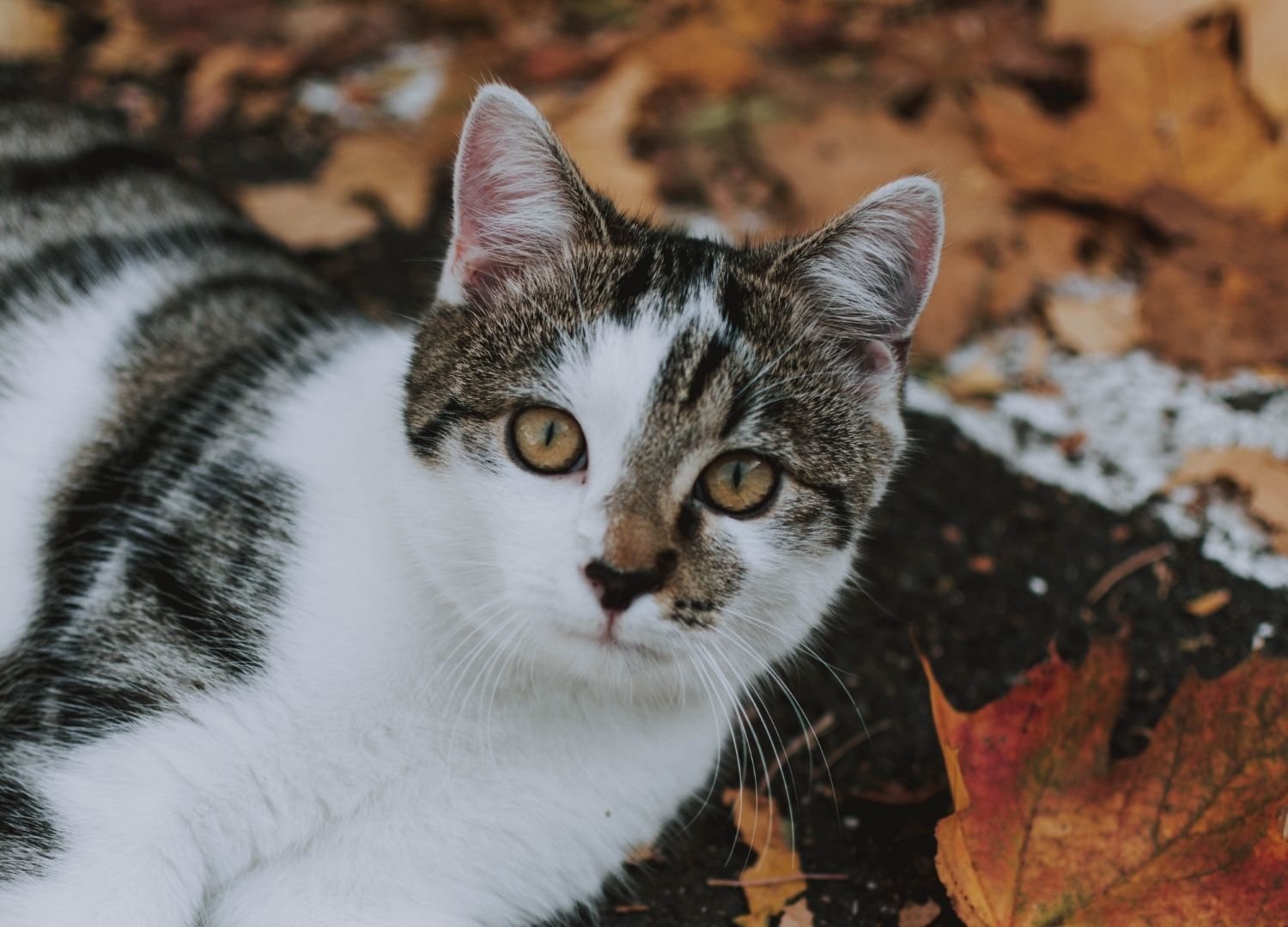 Katze liegt entspannt auf buntem Herbstlaub und schaut in die Kamera