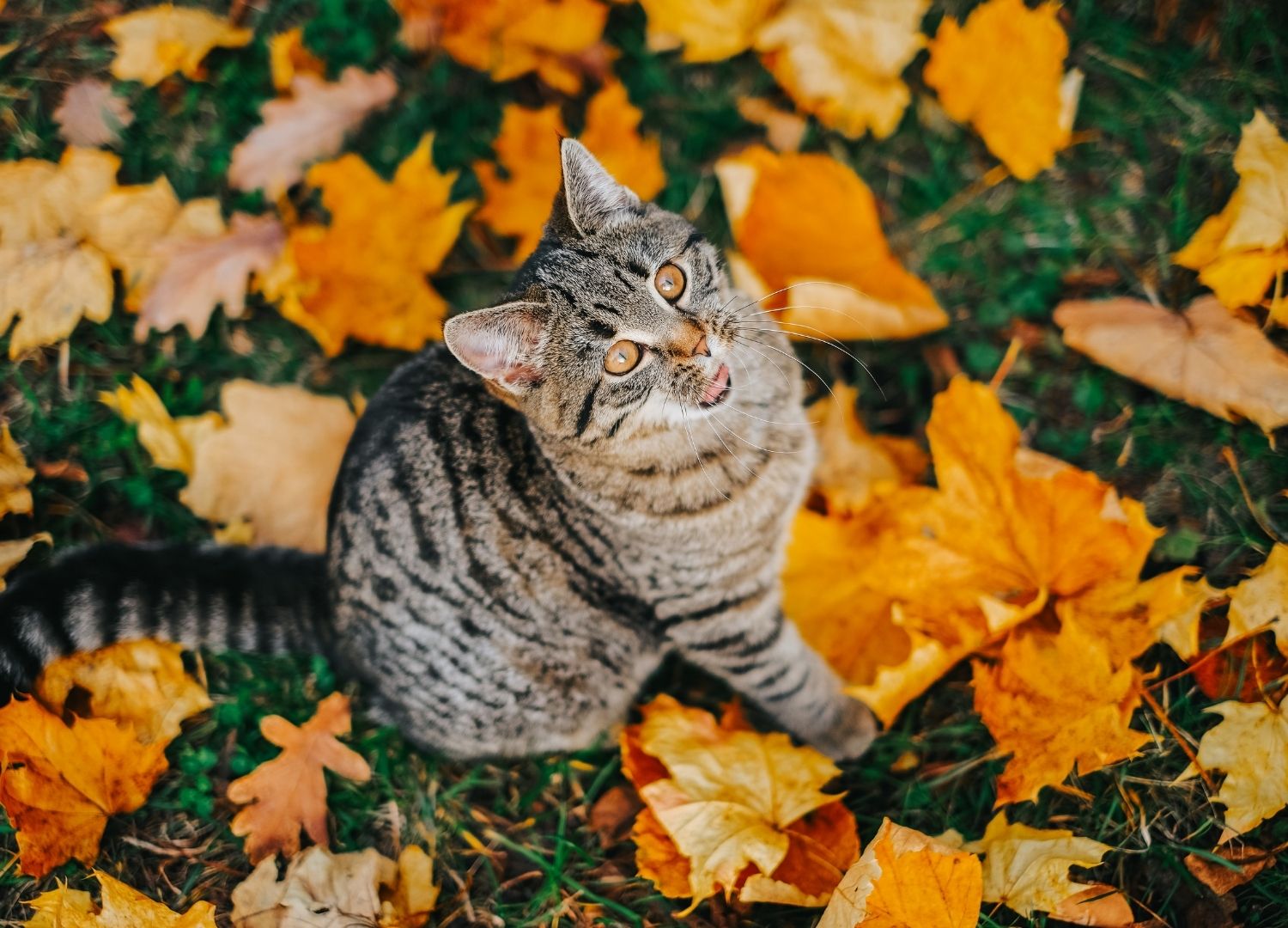 Getigerte Freigängerkatze sitzt im Herbst auf buntem Laub im Garten