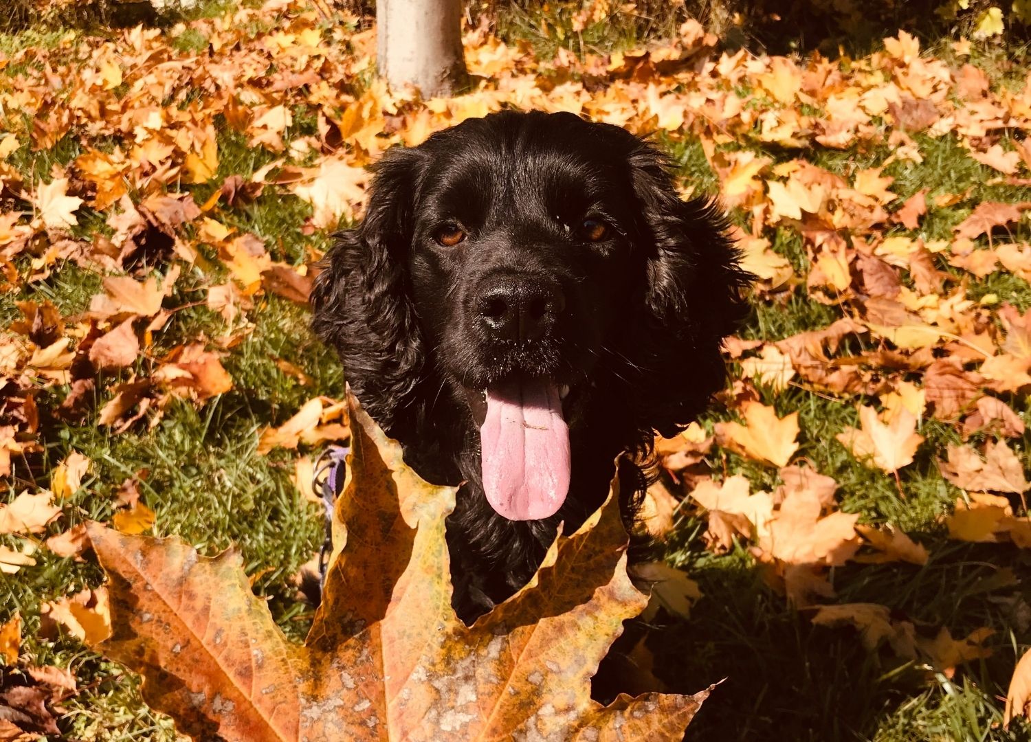Schwarzer Hund sitzt im Herbst zwischen buntem Laub nach dem Spaziergang