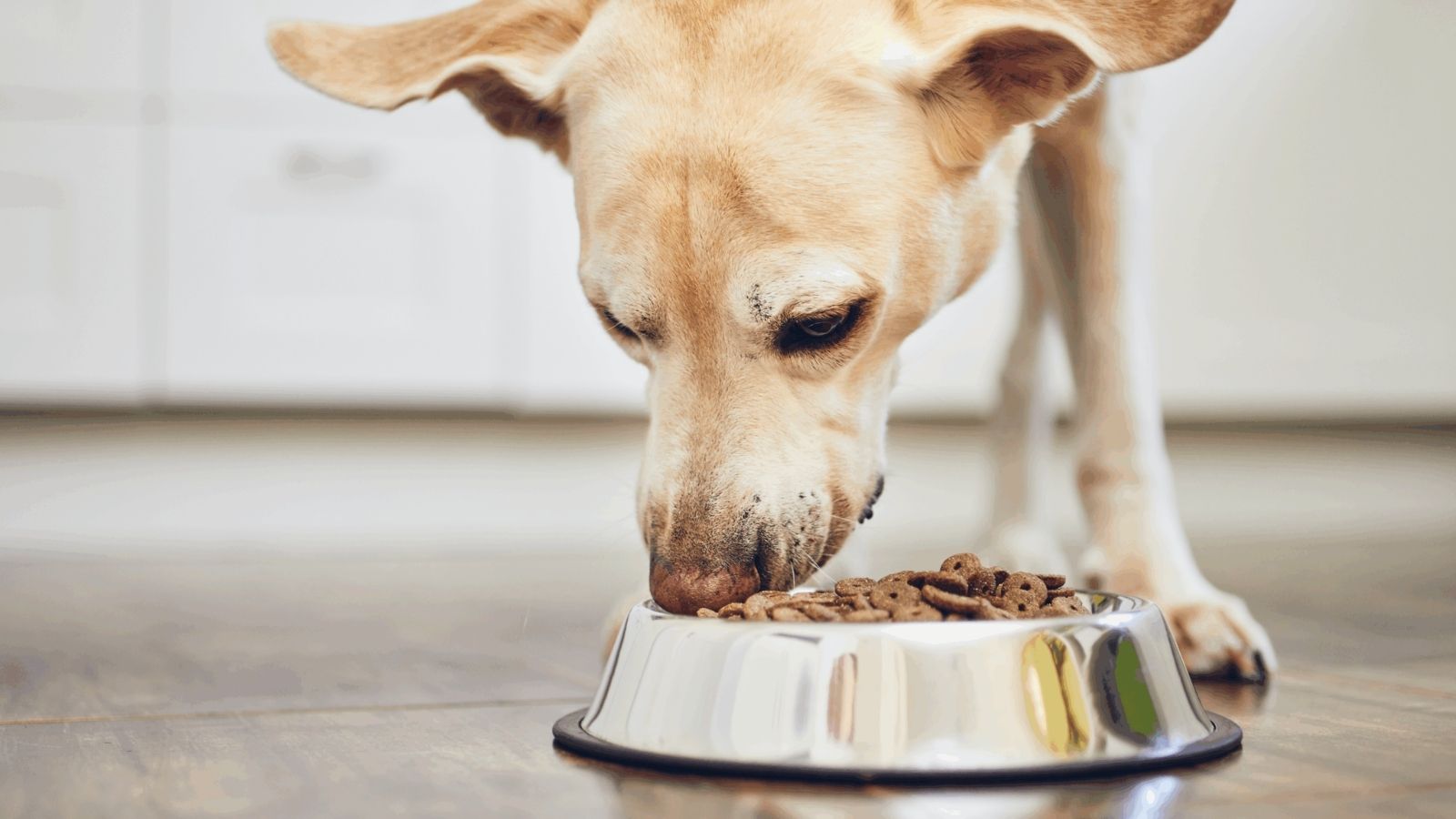 Regal mit verschiedenen Hundefutter- und Ergänzungsfutter-Verpackungen