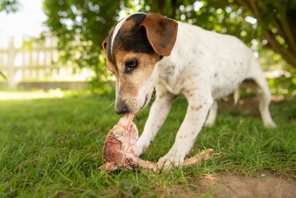 Hund kaut an einem Knochen mit Fleisch