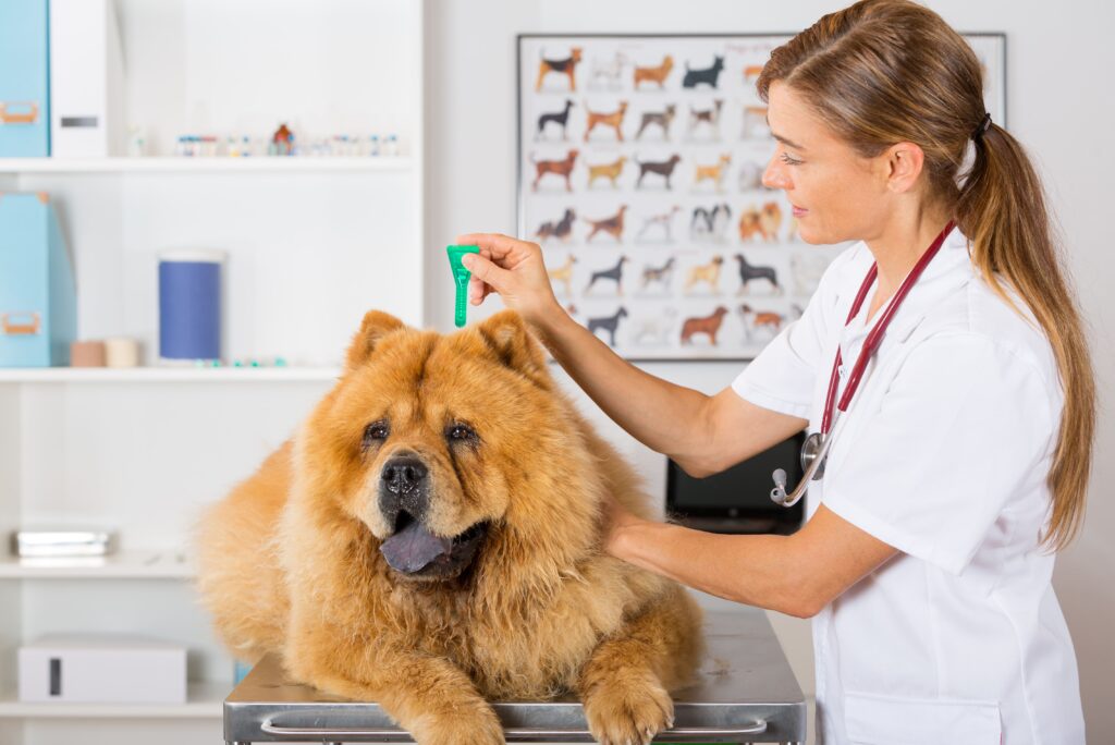 Ein Chow-Chow Hund auf einem Ordinationstisch bekommt von einer Tierärztin ein Mittel verabreicht