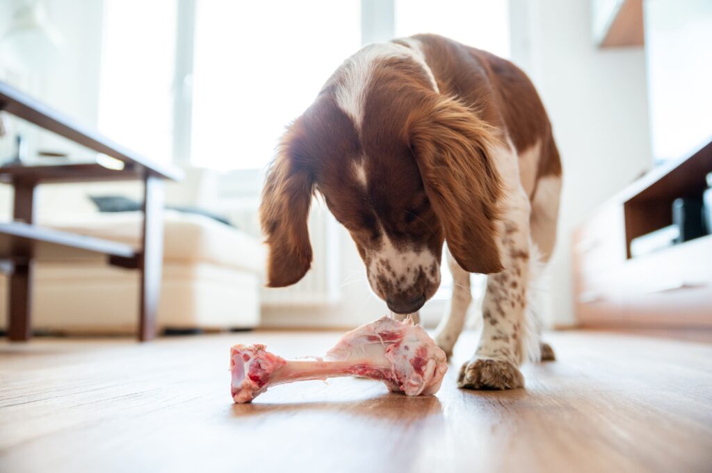 Hund schnuppert an Knochen mit Fleisch