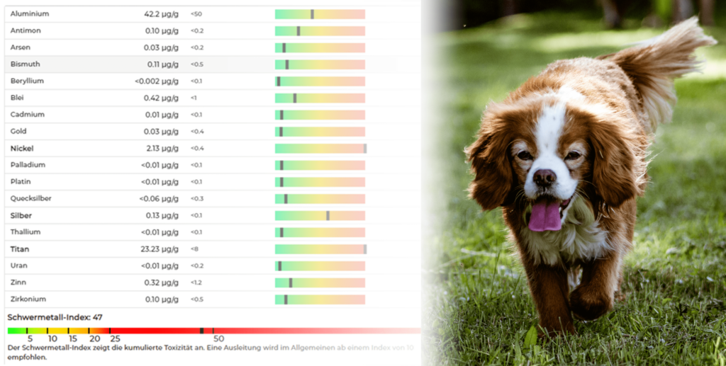 Hund neben Laborergebnissen der Aniveri Analyse