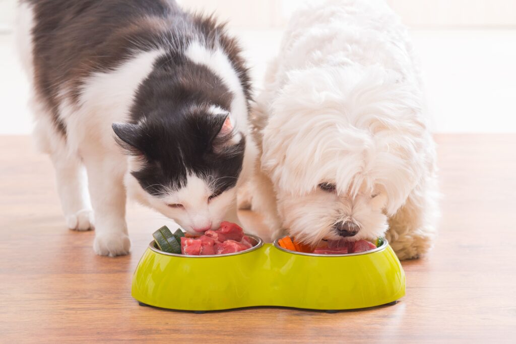 Hund und Katze fressen aus dem Futternapf