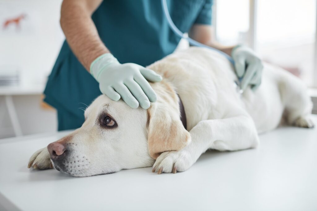 Hund liegt auf Ordinationstisch und wird von Tierarzt untersucht