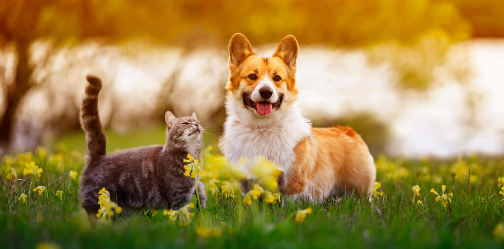 Ein Hund und eine Katze auf einer Wiese mit gelben Blumen.