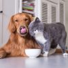 Hund und Katze vor Futterschüssel