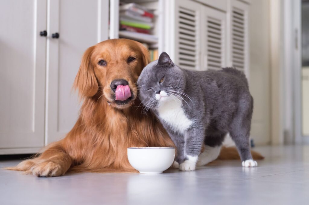 Hund und Katze vor Futterschüssel