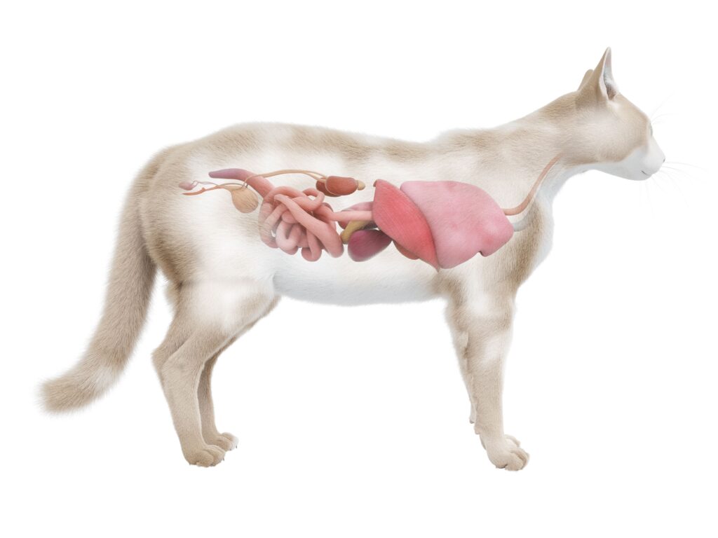 Anatomie einer Katze