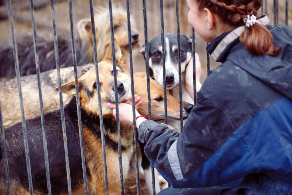 Hunde hinter einem Gitter werden von einer Tierpflegerin gestreichelt.