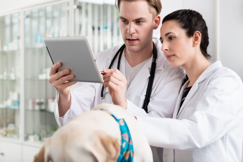 Ein Tierarzt und eine Tierärztin schauen auf ein Tablet, vor ihnen ein Hund auf dem Tisch