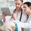Ein Tierarzt und eine Tierärztin schauen auf ein Tablet, vor ihnen ein Hund auf dem Tisch