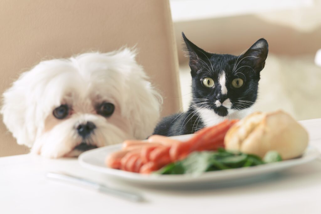 Hund und Katze hinter einem Teller voll Essen