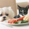 Hund und Katze hinter einem Teller voll Essen