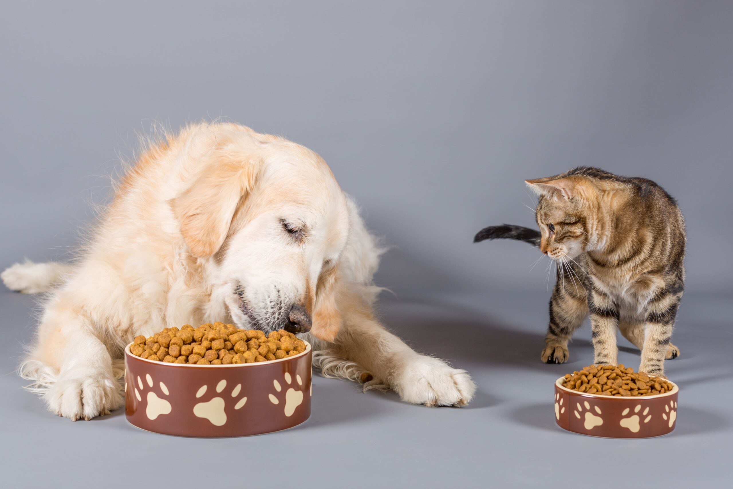 Hund und Katze vor jeweils einem Futternapf