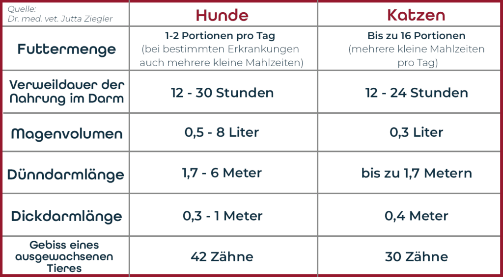 Eine Grafik, welche die Unterschiede beim Fressverhalten von Hunden und Katzen in tabellarischer Form darstellt.