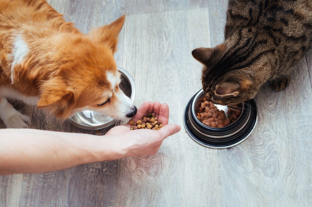 Katze frisst aus Futternapf, Hund aus Hand voller Trockenfutter