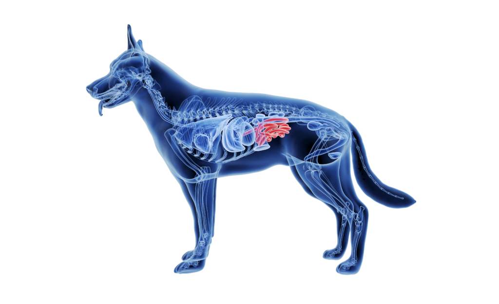 Grafik Anatomie eines Hundes