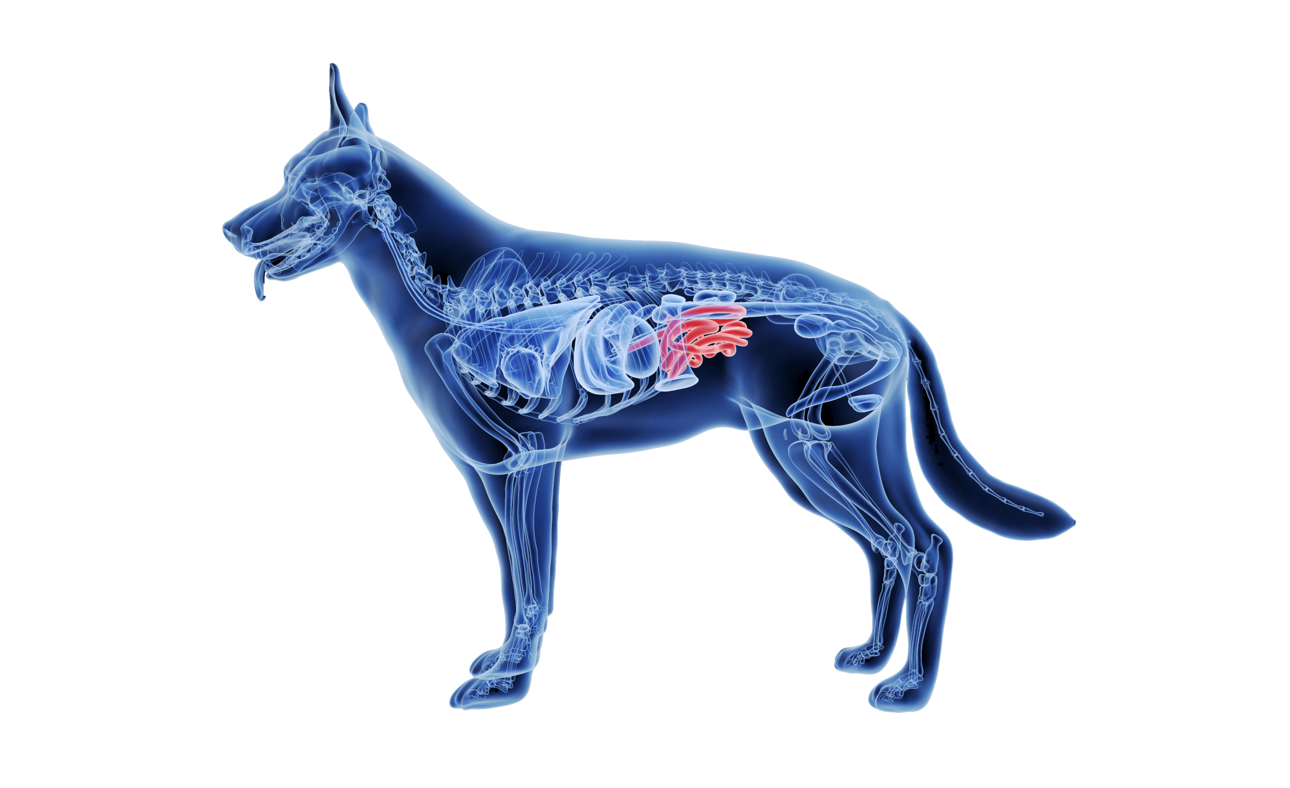 Grafik Anatomie eines Hundes