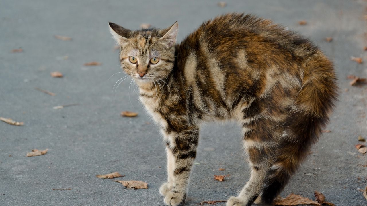 Hund mit Juckreiz – individuelle Futterempfehlung