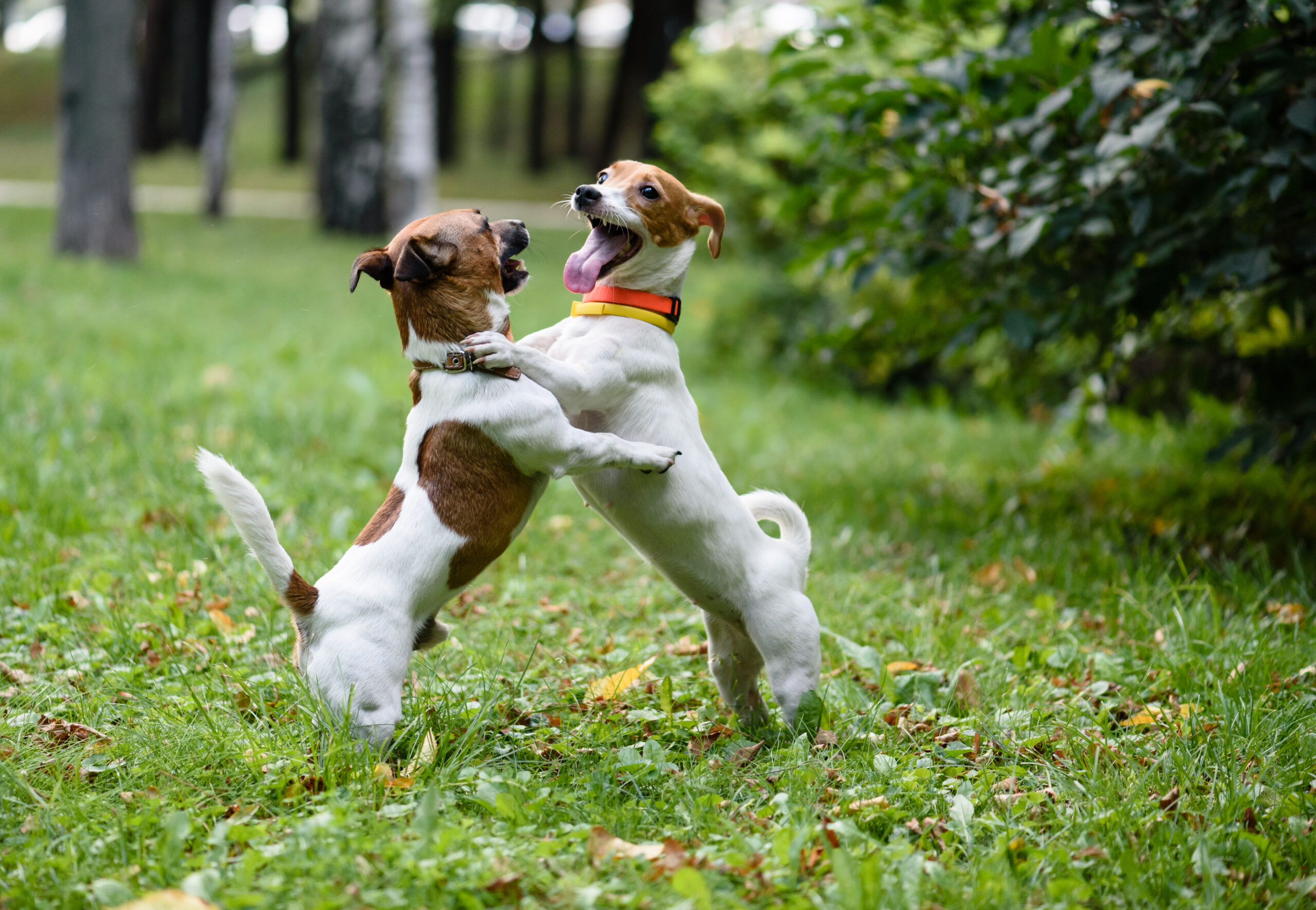 zwei Hunde im Gras am Spielen