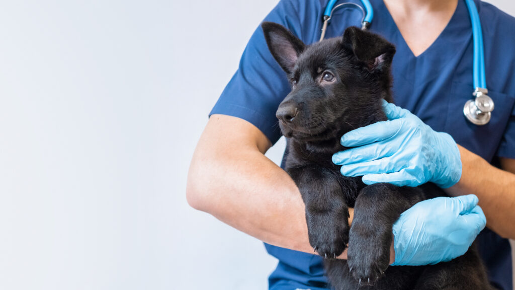 ein schwarzer Hund in den Armen eines Tierarztes