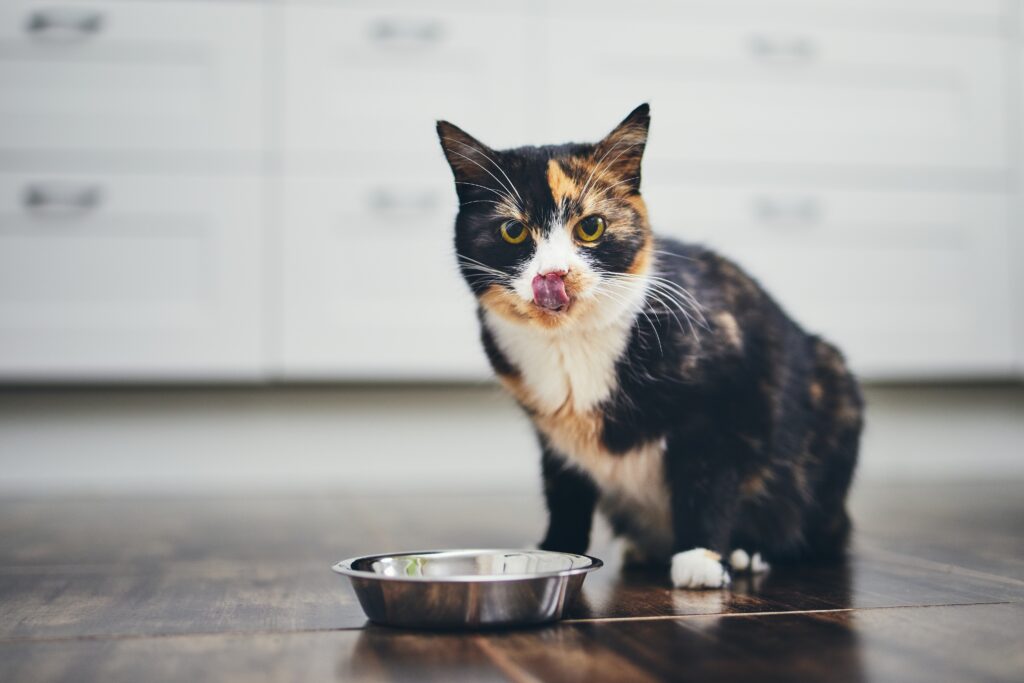 eine hungrige Katze vor ihrer Futterschüssel