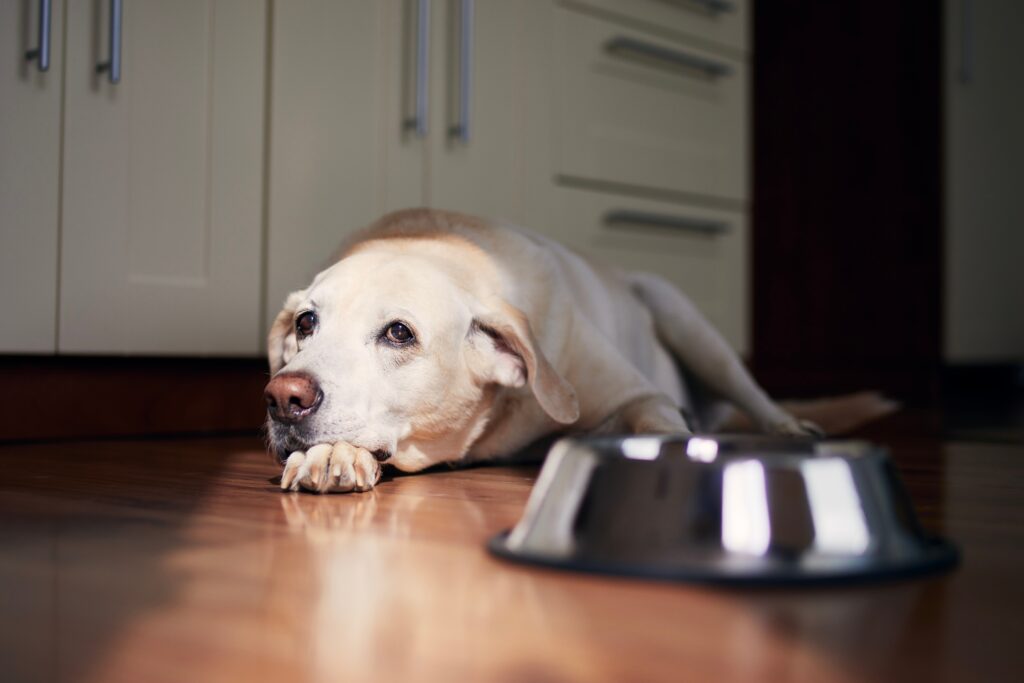 Hund vor Futterschüssel - was verrät das Fressverhalten? 