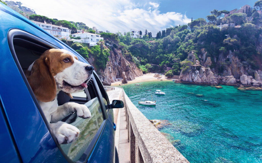 Urlaub mit Haustieren - Cute Dog Travels In The Blue Car To The Sea