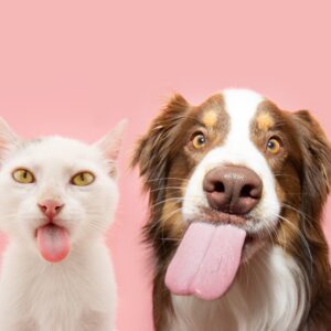 Weiße Katze und Australian Shepherd mit herausgestreckter Zunge – artgerechte Ernährung für Hunde und Katzen mit Aniveri SMART.