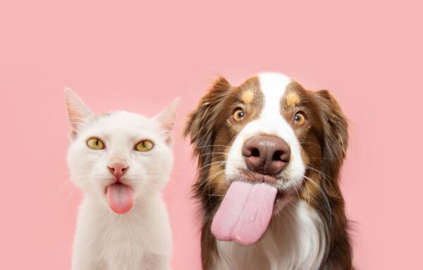 Weiße Katze und Australian Shepherd mit herausgestreckter Zunge – artgerechte Ernährung für Hunde und Katzen mit Aniveri SMART.