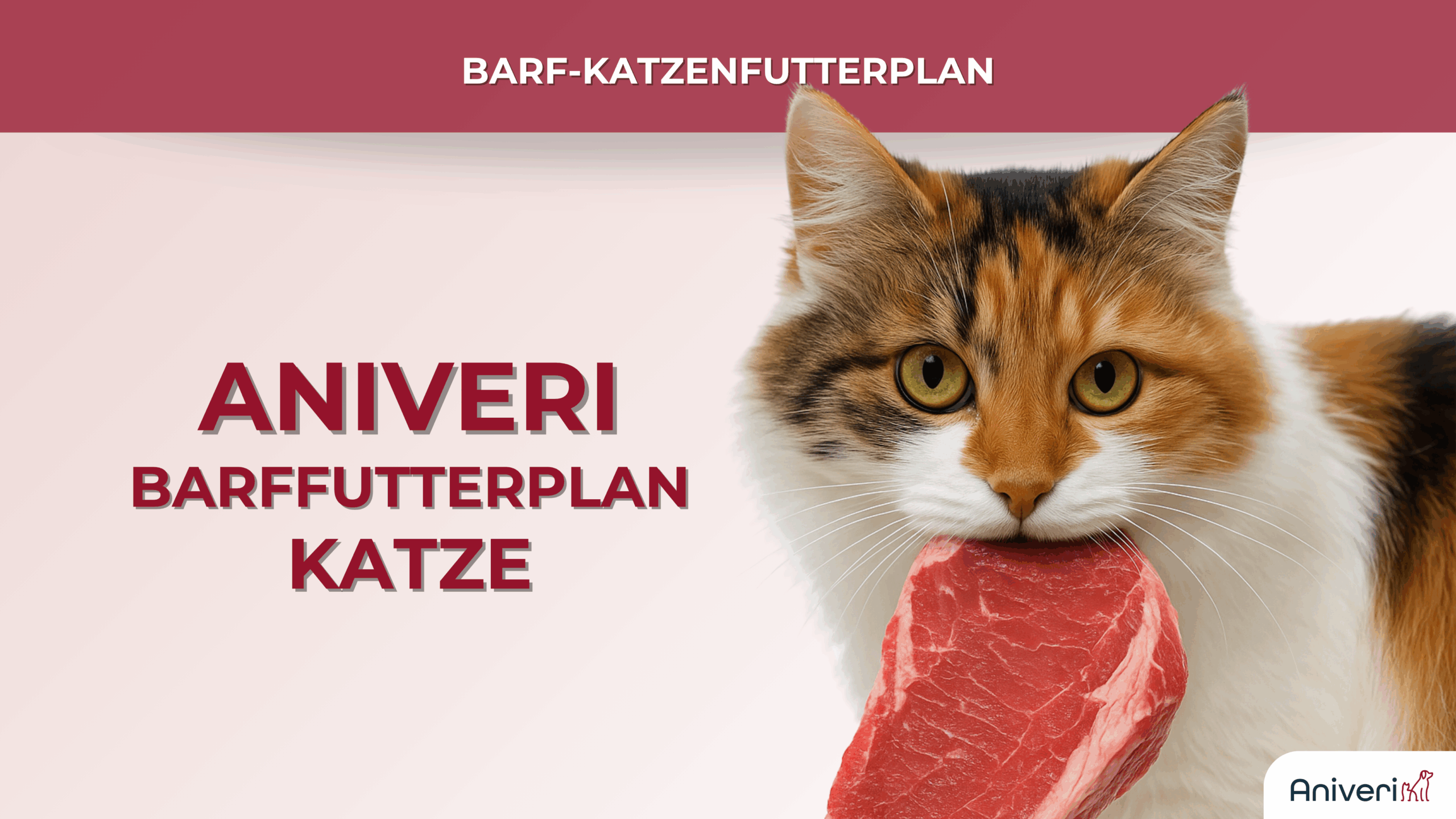 Katze mit rohem Fleisch – Aniveri BARF-Futterplan für Katzen