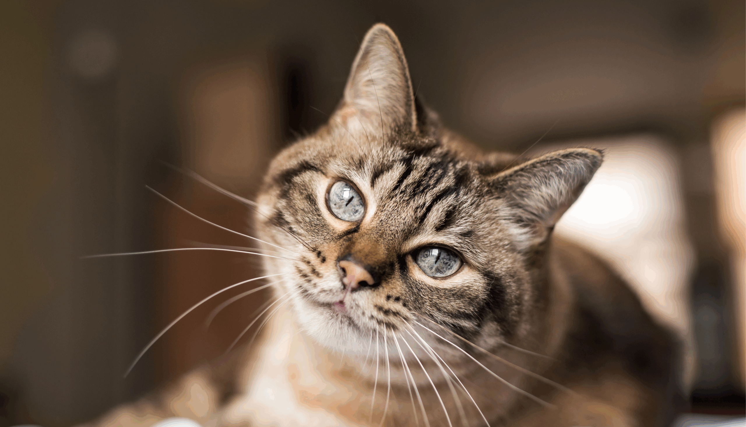 Hund mit Juckreiz – individuelle Futterempfehlung