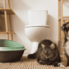 Flauschige Katze und Australian Shepherd Welpe sitzen vor Katzentoilette und WC im Badezimmer.