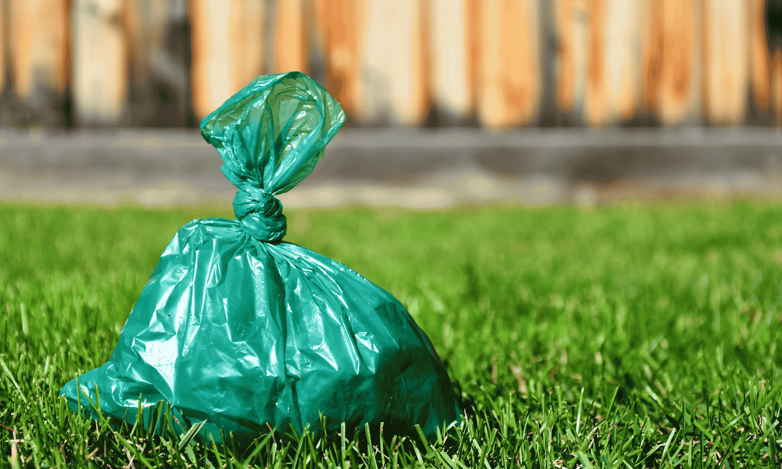 Ein zugeknoteter, leuchtend grüner Plastikbeutel mit Hundekot liegt auf einem frisch gemähten, grünen Rasen.