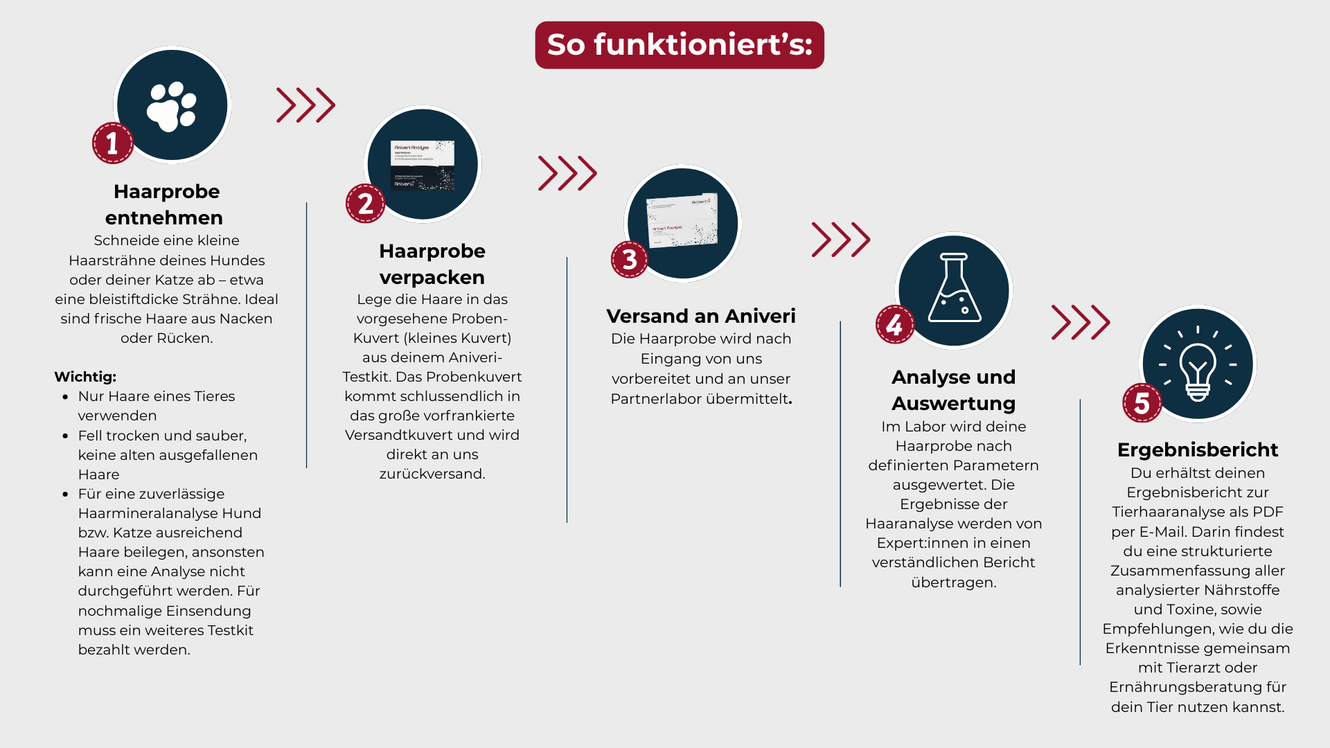 Infografik „So funktioniert’s“ zur Aniveri Haaranalyse für Hund & Katze mit fünf Schritten von Haarprobe entnehmen bis Ergebnisbericht