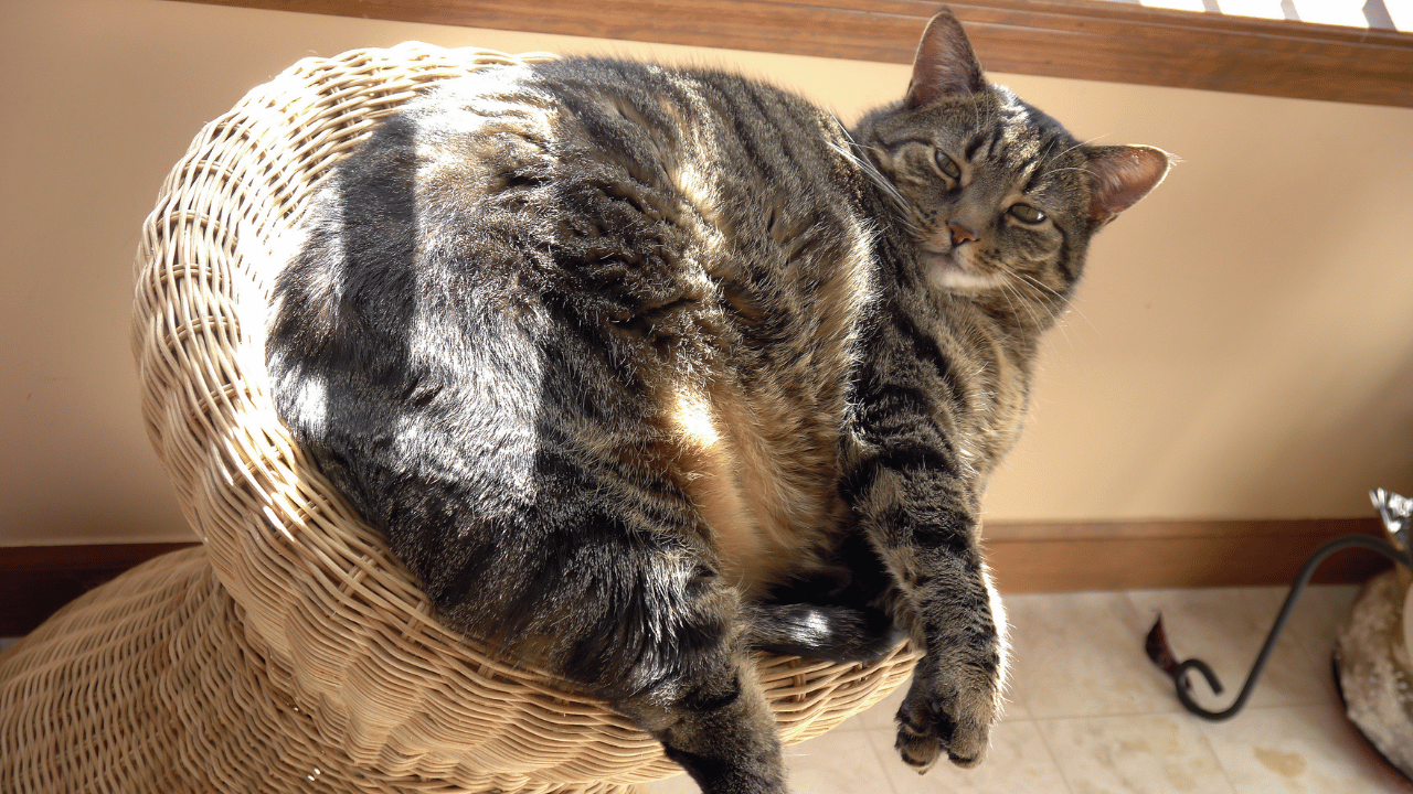 Hund mit Juckreiz – individuelle Futterempfehlung