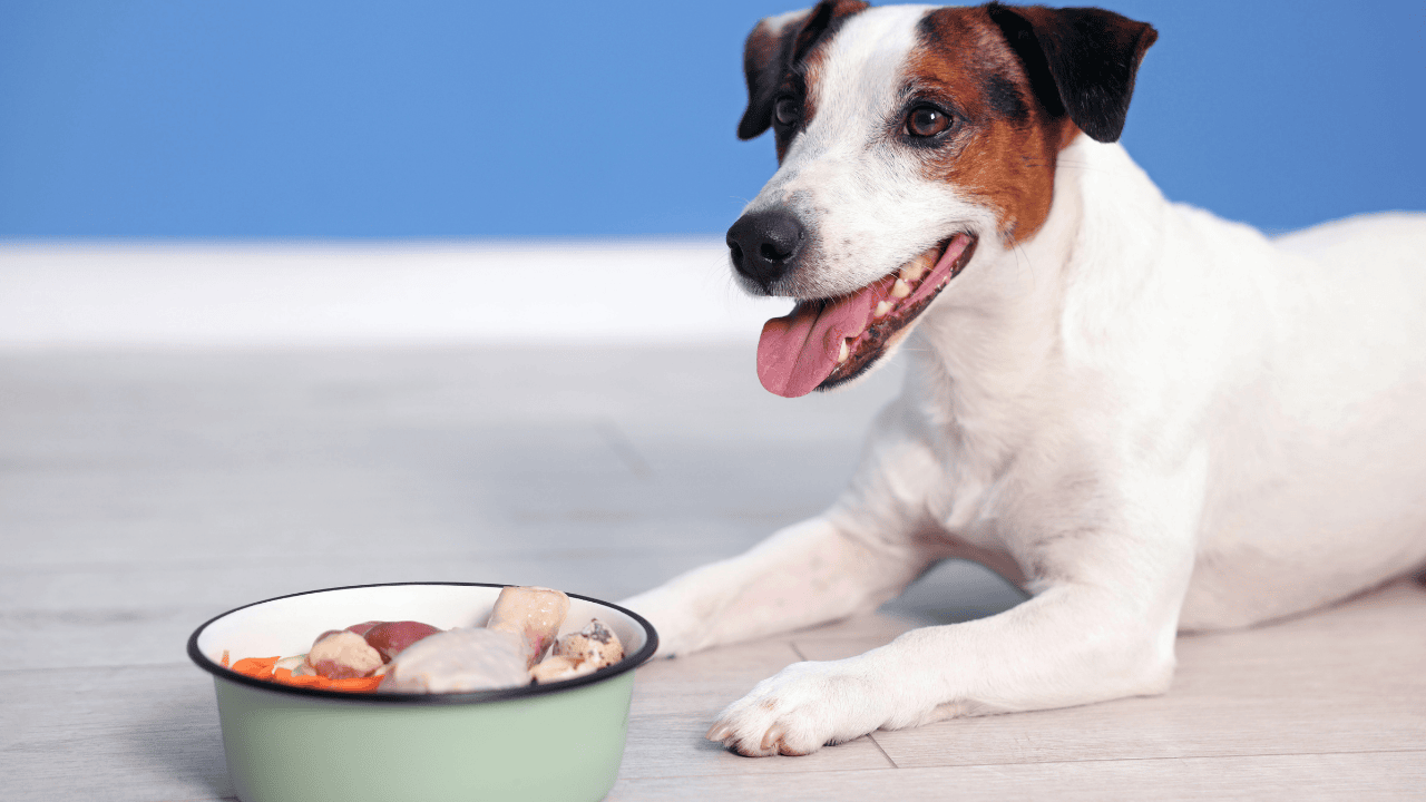 Jack Russell Terrier liegt neben Napf mit rohem Hundefutter und schaut hechelnd nach vorn, blauer Hintergrund.