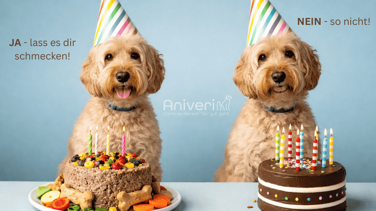Zwei Hunde mit Partyhüten: links Hundetorte mit Obst und Kerzen, rechts Schokotorte mit Kerzen und Hinweis „Nein“.
