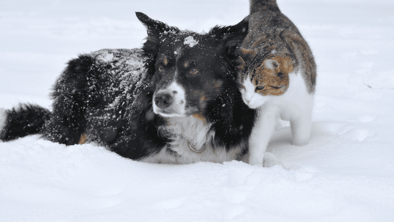 Hund und Katze liegen gemeinsam im Schnee und suchen Nähe