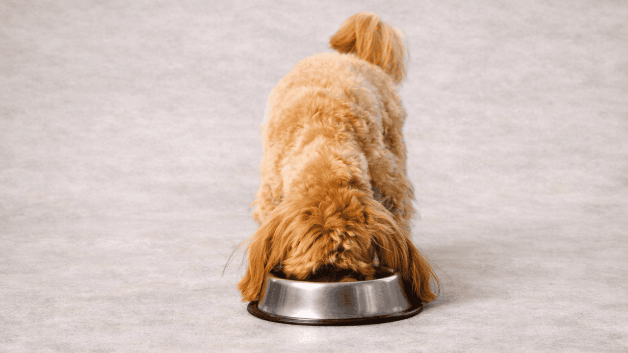 Kleiner Hund frisst aus Edelstahlnapf, Kopf im Napf; viel freier Hintergrund mit Platz für Text.