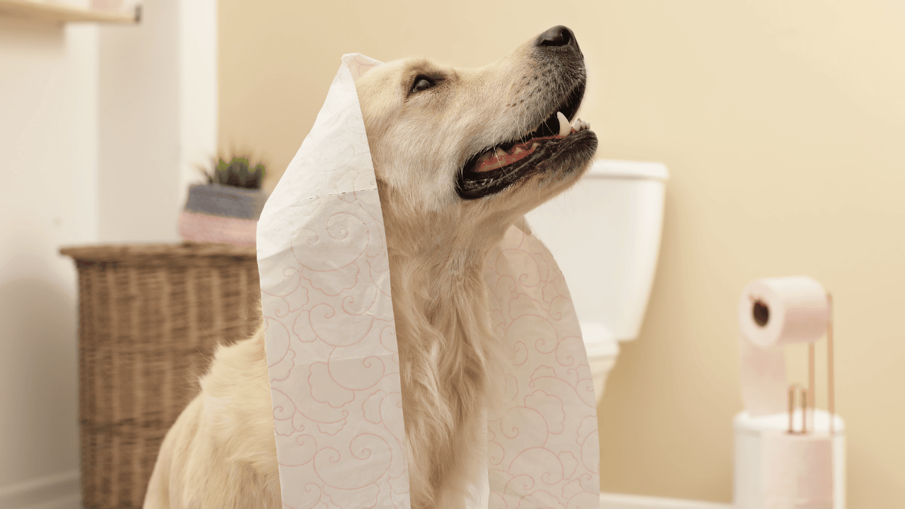 Hund im Badezimmer mit Toilettenpapier über dem Kopf, wirkt wie bei Magen-Darm-Problemen oder Durchfall.