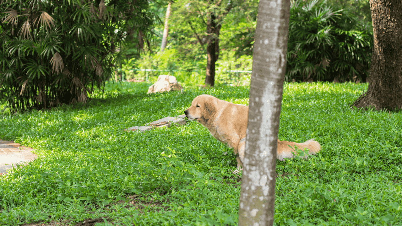 Golden Retriever macht sein Geschäft im grünen Park, teilweise von einem Baumstamm verdeckt.