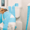 Hund sitzt auf Toilette im Bad, eingewickelt in blaues Toilettenpapier, schaut über die Schulter in die Kamera.