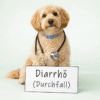 Hund mit Stethoskop sitzt vor Schild „Diarrhö (Durchfall)“ auf hellem Hintergrund.
