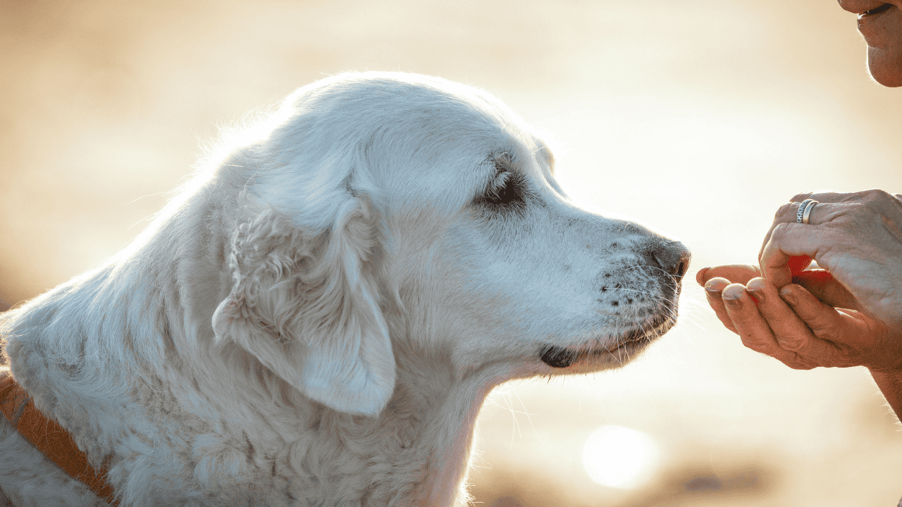 Weißen Hund im Profil, der vorsichtig an einem Leckerli in der Hand eines Menschen schnuppert, weicher Hintergrund im Gegenlicht.