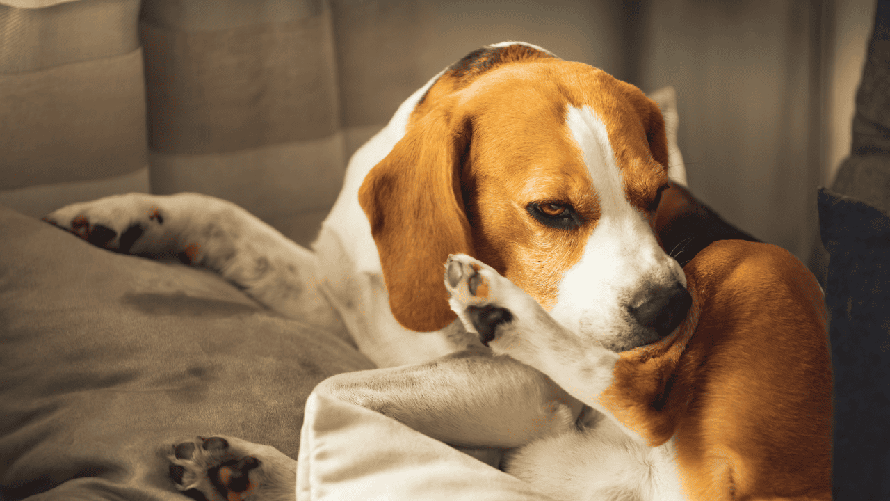 Beagle liegt auf dem Sofa und leckt an der Pfote, warmes Licht, entspannte Indoor-Szene mit Kissen im Hintergrund.